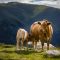 cow-4352623_960_720