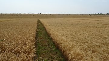 бали и пшеница агротв