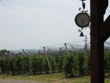 градина с плодове ябълки агро тв