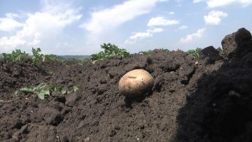 картофи на поле агро тв