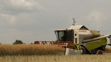 рапица жътва