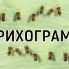 Trihograma 900x600px