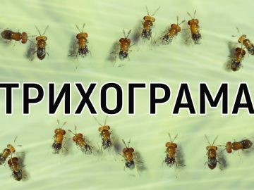 Trihograma 900x600px