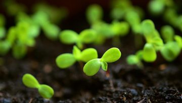 plant-4036131_960_720