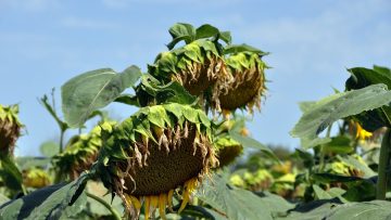 слънчоглед месец юли агро тв