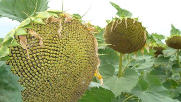 слънчогледова пита агро тв