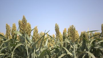 сорго агро тв