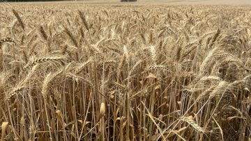 хлебно зърно агро тв