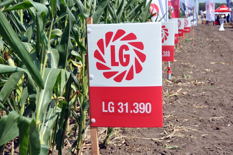 Повечето хибриди на LG са с 16-редови кочани с голям брой зърна на ред и това е причината за високия потенциал на царевичните продукти