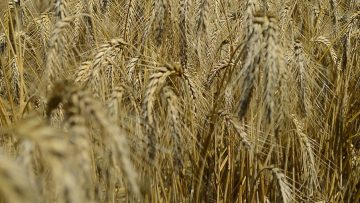 Agrokomentar-zarno-pshenitsa-vnos-ukrayna-3