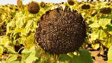 Borsova informatsia slanchogled maslodayni kulturi-15