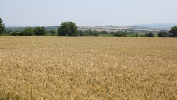 Bulgaria- s – eksport- na – agroproduktsia – v – rastenievadstvo