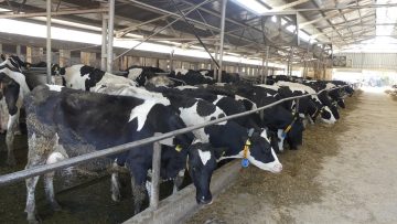 Novina plyus zhivotnovadstvo govedovadstvo mlyako