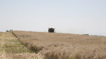 Rastenievadstvo novini rapitsa zemedelie – 1