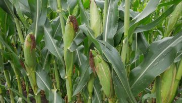 borsa tsarevitsa kutirovki zemedelie 1