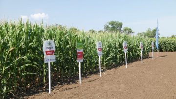 corteva corn sabitie