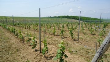 lozov-masiv-agro-tv-bulgaria