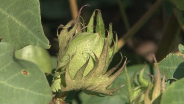 rastenievadstvo-pamuk-tsena-zemedelie-22-ago-tv