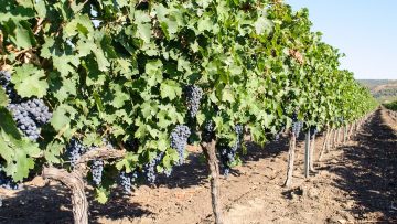 rastenievadstvo-pazari-vino-lozya-agronovini-1