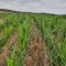 NO-TILL: Интересът към технологията расте, конкретни политики липсват