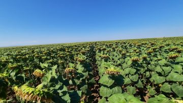 слънчогледи поле агро тв