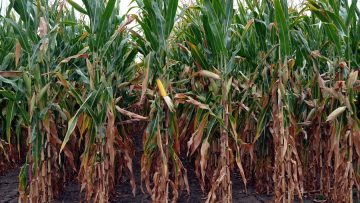 царевични хибрида