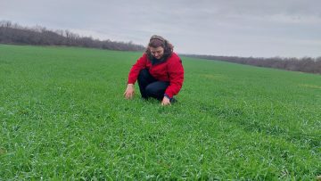 Pshenitsa biostimulanti sembodia agro tv