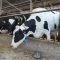 От 5 до 31 октомври животновъдите доказват продукция за Кампания 2022