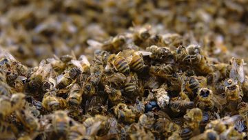 bees-4161580_960_720