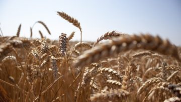 borsa pshenitsa agroborsa zemedeltsi