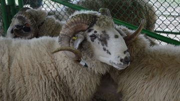 novina plyus zhivotnovadstvo agronovini zemedelie-3