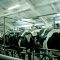 Агротема: Ветеринарните дейности при продуктивните животни текат нормално
