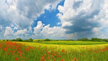 Panorama of summer countryside with red poppies and thunderstorm