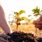 Young men join hands together to plant trees on fertile ground.
