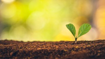 Planting trees – hands giving soil to trees, growing trees in a