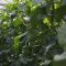 agroforum oranzheria krastavitsi_9522
