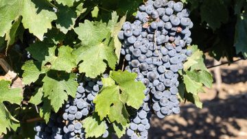 agronovini lozari protest_3292