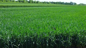borsa petrol pshenitsa agronovini zemedeltsi