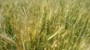 borsa pshenitsa neft agronovini 02133