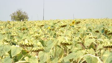 borsa slanchogled pazari agronovini 02926