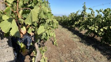 emisia novini agro tv loze