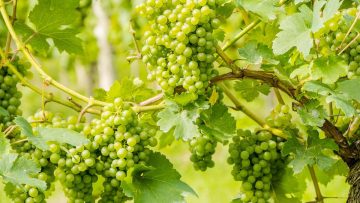 grapes-5578186_960_720