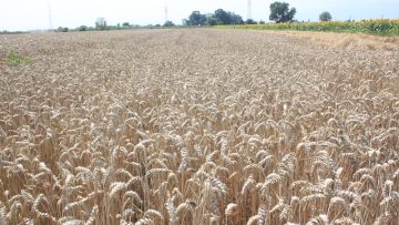 iznos na zarno rusia agro tv bulgaria_9974