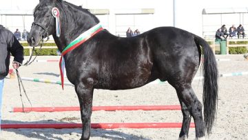 kone dunavska kobila