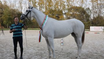 konete balgarski sporten kon