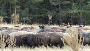novina plyus ovtse pasishta zhivotni 1140106