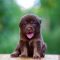 Cute brown puppies sitting on the table
