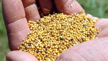 Carinata