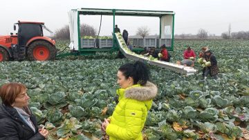 Desislava Kaburova zemedelski proizvoditel