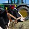 agriculture-5290303_960_720